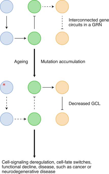 Gene coordination breakdown and mutation accumulation may lead to aging 
