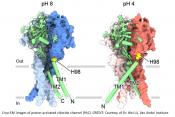 Structure of an ion channel maintaining pH balance unraveled!