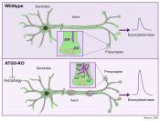 Neuronal Autophagy Regulates Presynaptic Neurotransmission