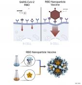 Ultrapotent nanoparticle COVID-19 vaccine with extremely high levels of protective antibodies 