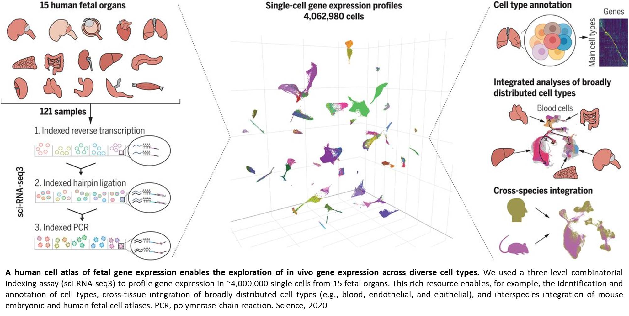 Developmental atlas of human cell gene expression