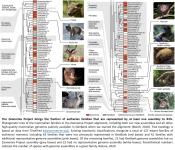 Analysis of 240 mammalian &nbsp;genomes 