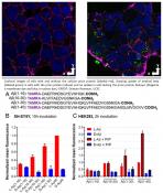Neuronal uptake of amyloid beta in Alzheimer&#039;s disease