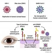 Cornea resists novel coronavirus infection!