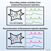 Capturing 5 different signal types from multiple locations in a live cell