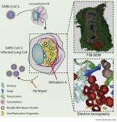Mini replication compartments in the cells infected with SARS-CoV-2
