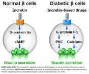 Signaling switch in pancreatic &#946;-cells determines anti-diabetic drug effectiveness