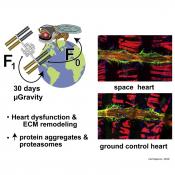 Reduction in Contractility and Heart Remodeling from Space Travel Microgravity &nbsp;