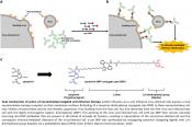 A universal dual mechanism immunotherapy for the treatment of influenza virus infections