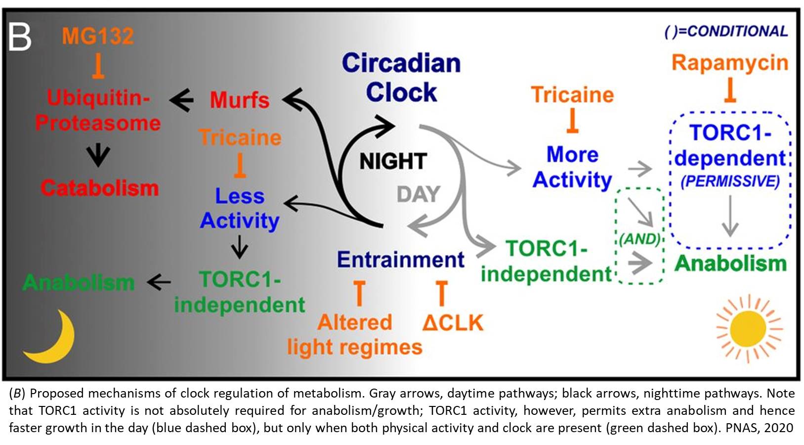 Circadian regulation of muscle growth