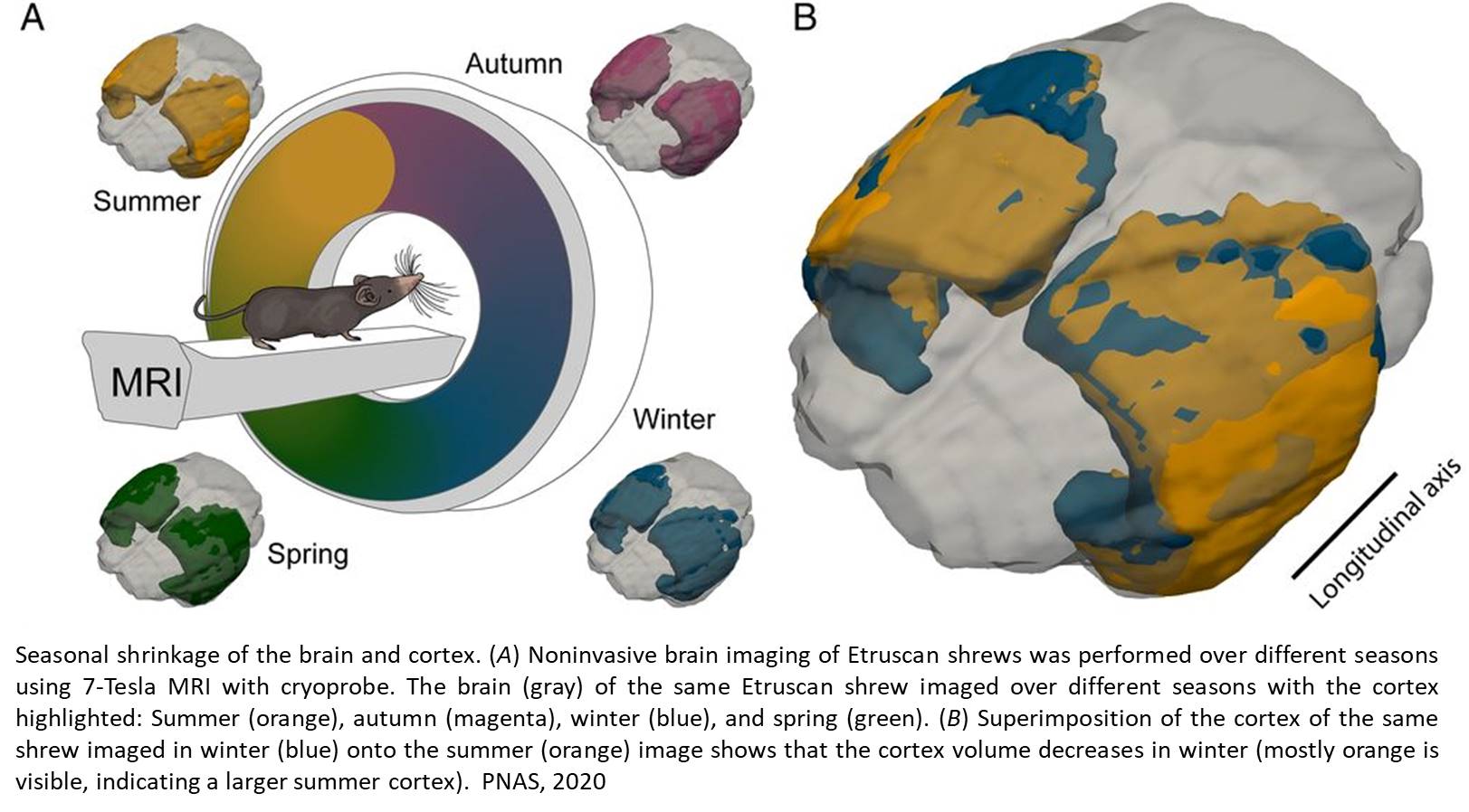 How the mammalian brain adapts to seasons