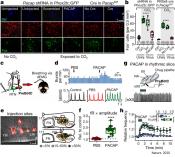 A brainstem peptide system activated at birth protects postnatal breathing