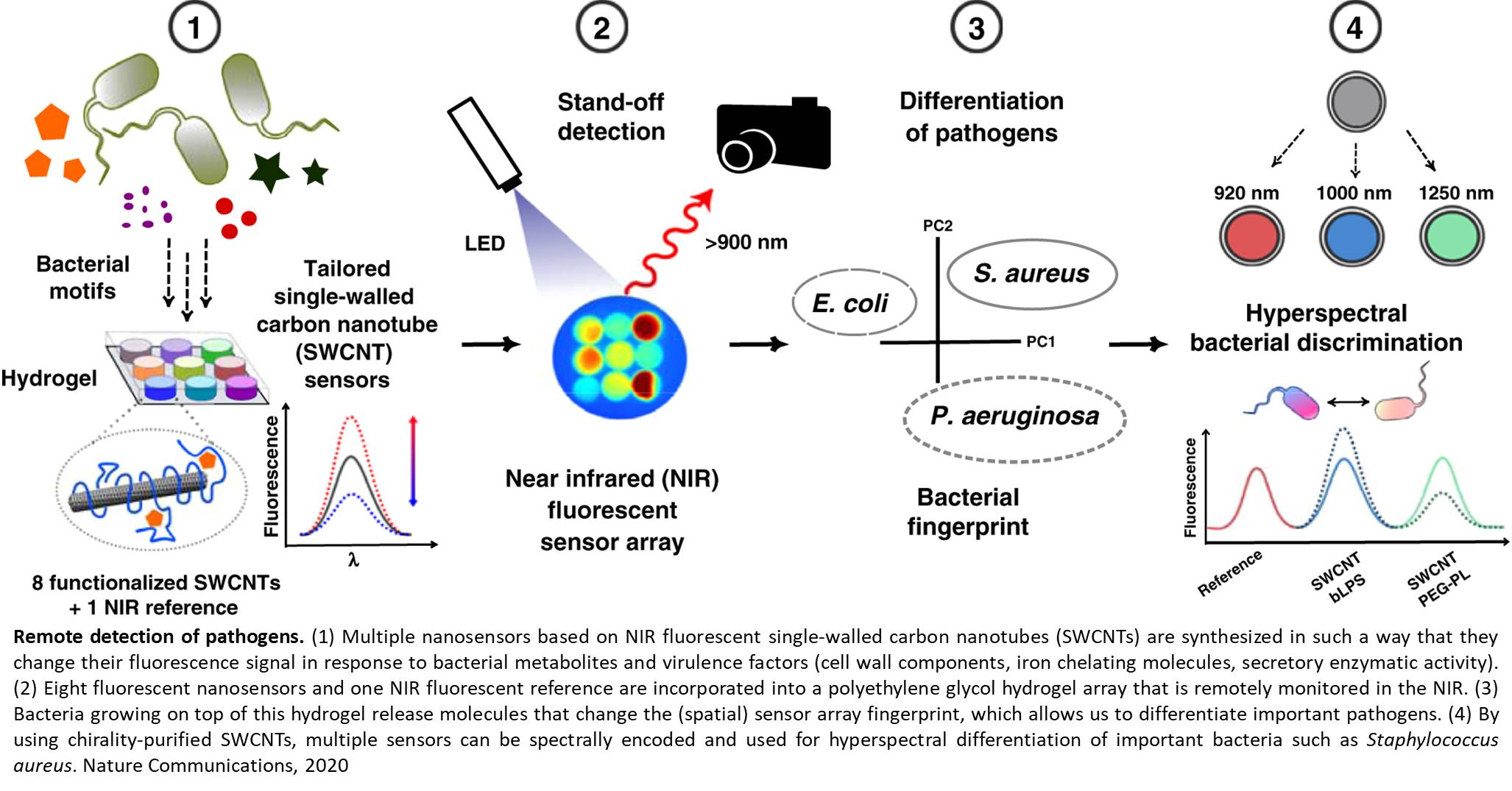 Detecting bacteria with fluorescent nanosensors