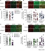 Antidepressant actions of ketamine engage cell-specific translation via eIF4E
