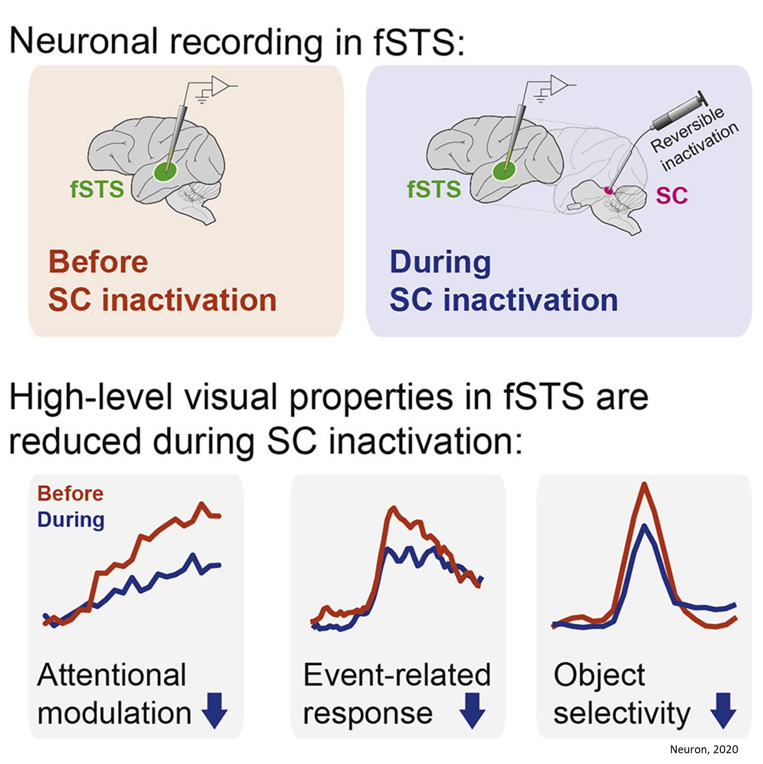 The brain area crucial for recognizing visual events identified!