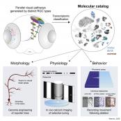 Linking retinal ganglion cell genes to cell types to behavior