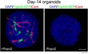 R-spondin substitutes for neuronal input for taste cell regeneration