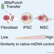 High-throughput mitochondria transfer device