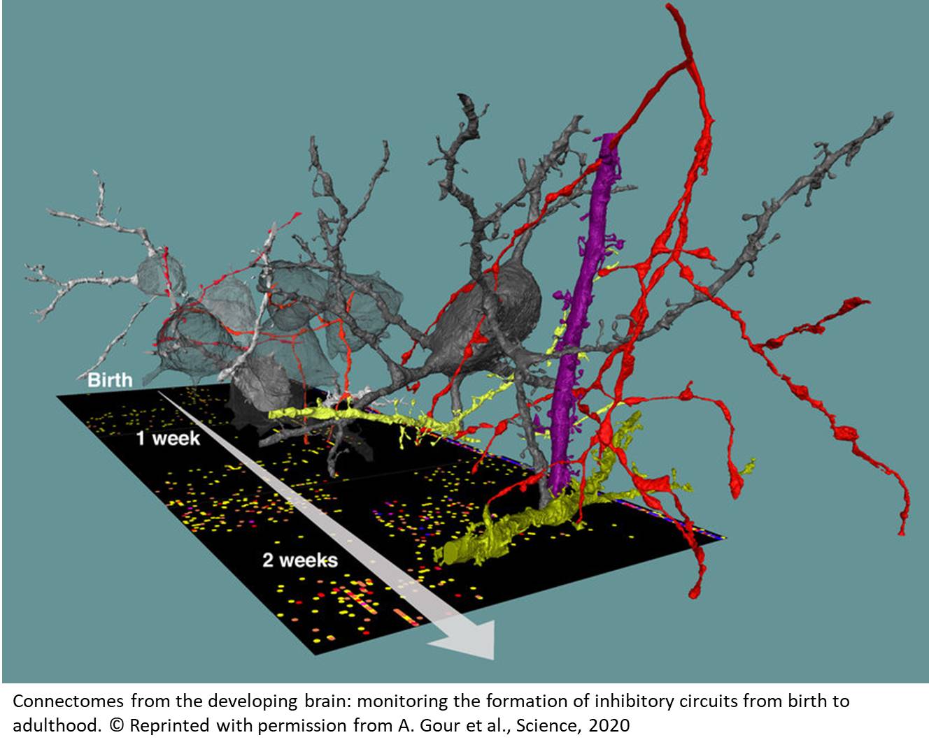 Connectomic mapping in the developing cortex 
