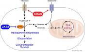 The hexosamine biosynthesis pathway is a targetable liability in KRAS/LKB1 mutant lung cancer