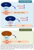 Epigenetic regulation of the development of growth hormone-releasing hormone-producing neurons