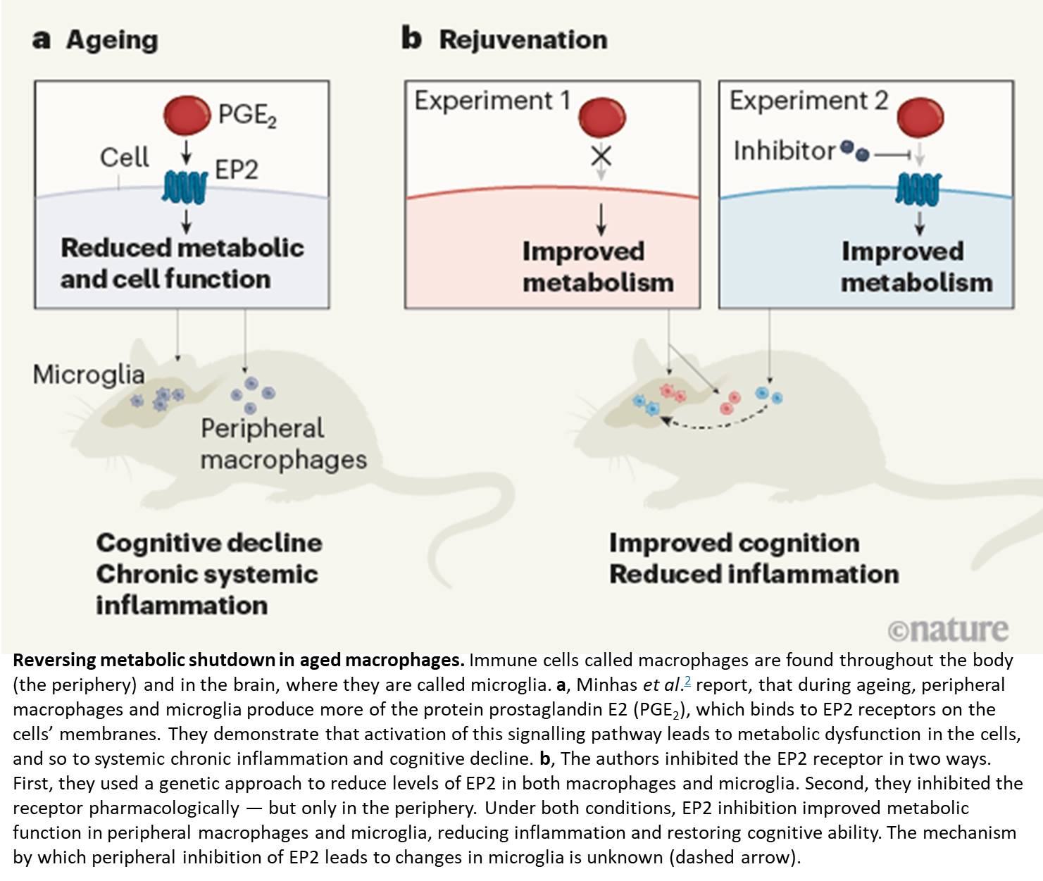 Reversing cognitive decline in ageing by restoring immune cell metabolism
