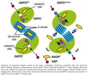 Structural changes in G6PD causes common blood disorder