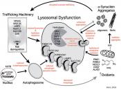 A growth-factor-activated lysosomal K+ channel regulates Parkinson&#039;s pathology