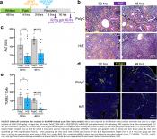 Lipid nanoparticle-mRNA (LNP-mRNA) to treat liver failure
