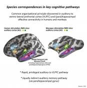 Common fronto-temporal effective connectivity in humans and monkeys