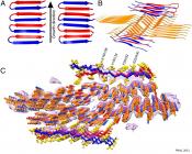 Molecular structure of brain tissue-derived common amyloid-&#946; fibril polymorph