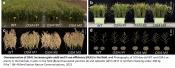 Increasing crop and nutrient yield in rice using genetics