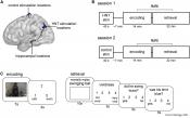 Brain stimulation boosts memory replay, accuracy