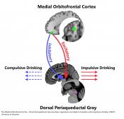 Alcoholism in brain&#039;s danger zone!