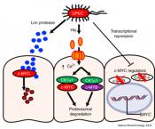 Bacterial degradation of the MYC oncogene 