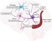 APOE antibody removes amyloid, improves vessel function without raising risk of brain bleeds