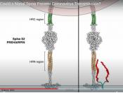 Nasal peptide and viral transmission
