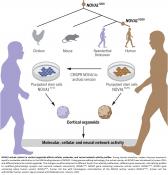 Neurodevelopmental changes in human brain organoids from Neanderthal genes