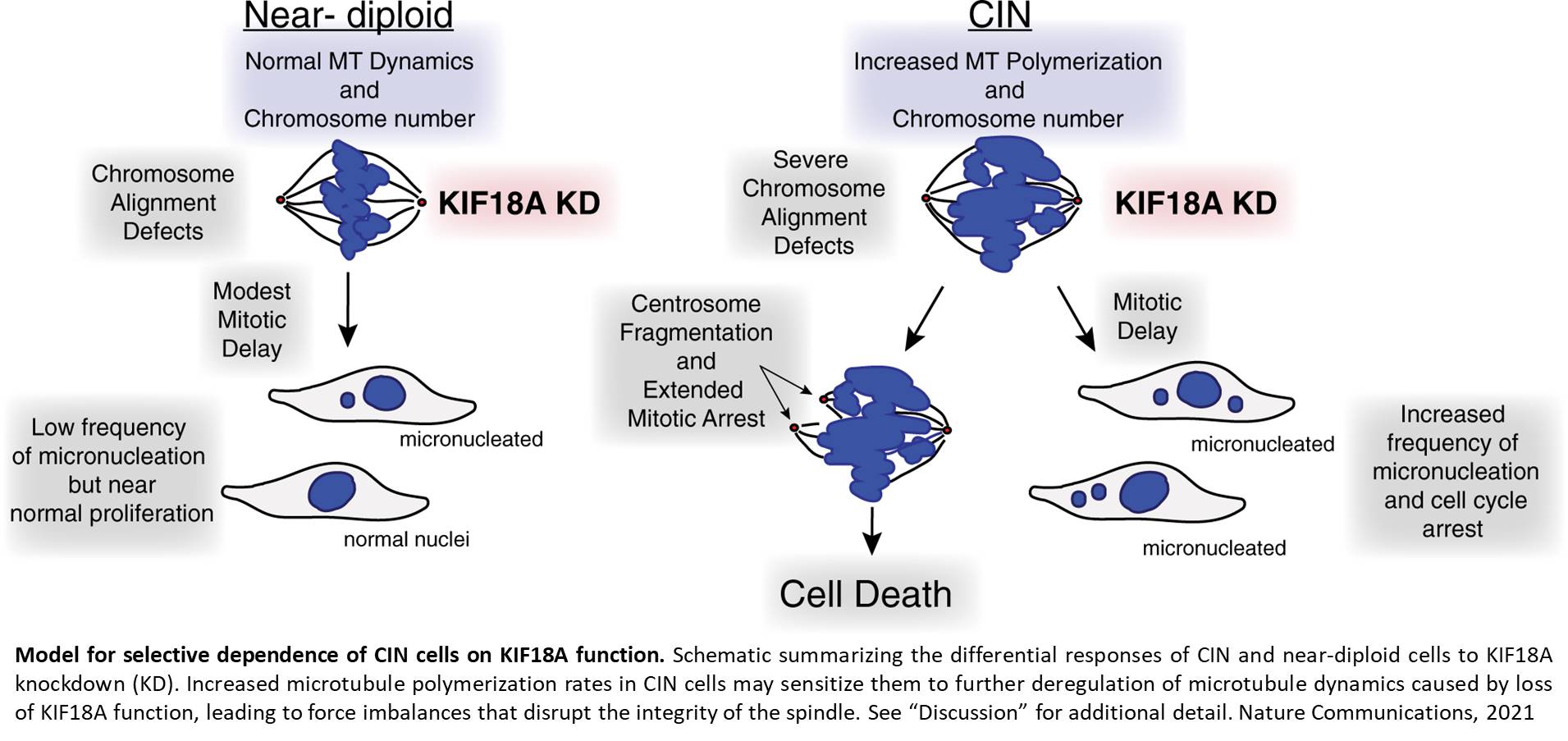 Chromosomally unstable tumor cells specifically require KIF18A for proliferation