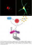 New signaling pathway in neurons