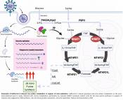 SARS-CoV-2 hijacks folate and one-carbon metabolism for viral replication