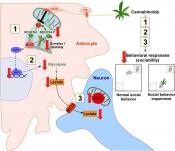 Medical cannabis act via spinal astroglial receptors to control tremor