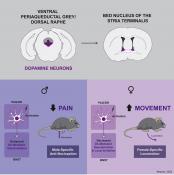Sex differences in pain-related behaviors