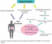 Fermented milk decreases high blood pressure through modulation of gut microbiota