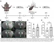 Functional recovery from ischemic stroke by reprogramming blood cells using nanotransfection
