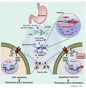 Peritoneal dissemination of gastric cancer require cellular senescence of CAFs