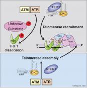 Mechanism of recruitment of human telomerase to telomeres