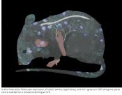 Chronic itching mechanism in mice