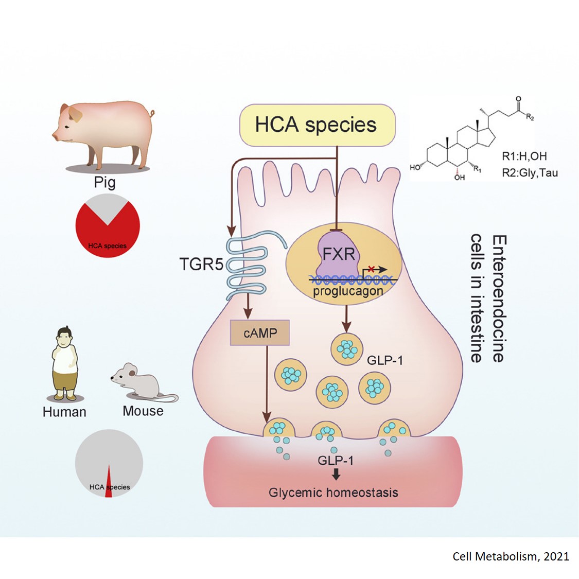 Hyocholic acid species as novel biomarkers for type 2 diabetes