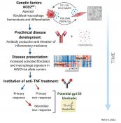 Genetic and cellular mechanisms of Crohn&#039;s disease